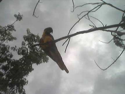 Loro de las selvas