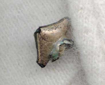 rana tairona2